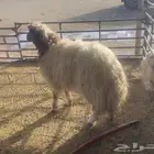 مشالله ذبايح نعيم فاخره