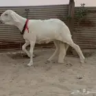 رخل درمانيه خصم