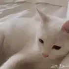 قطط للتبني