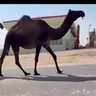 للبيع ثنيه متلي