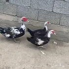 بط منتج للبيع بيشة.