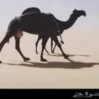 مطلوب سواق وايت وتريله