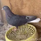 حمام قطيفي