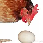 بيض صناعي إذا الدجاج يفقع البيض حط هذي له