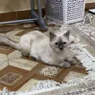 قطه مفقوده الي يلقاها له 500 ريال مفقود بحي الزهره