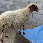 نعيميه ورفيديه