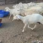 ضان حرية غنم سرحة