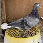 حمام قطيفي زرق
