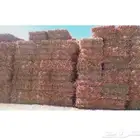 ذرة جيزانيه حمرا