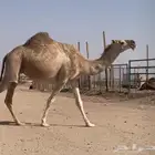 القحه تم البيع