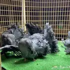 مجموعة فانتيل