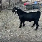 تيس للبيع بالمدينه