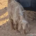 جفره للبيع العمر 3 شهور