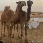 حشو للبيع