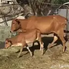 بقره منتوجه