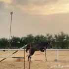 خيل