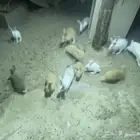 ارانب بلدي