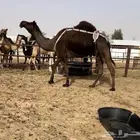 للبيع ضروبه مجهم