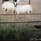 ضان رفيدي ياه