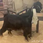 جذع عارضي خصم