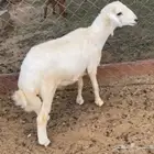 خاروف للبيع كفو