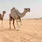نياق 5 كفو