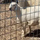 مشروع فحل حري للبيع