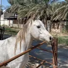 خيل مسجل على السوم