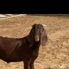 مشروع فحل هجين بورقت ( تم البيع )