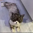 قط شيرازي مفقود في المرقب