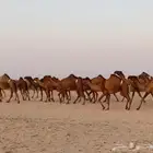 ابل ذود صفر وشعل طيبه للبيع