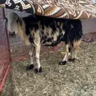 نعاج نجديه دفيع شرط