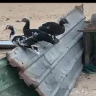 للبيع بط مصري ودجاج حبشي