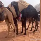 أبكار طيبة نوادر النوادر قروب