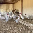 دجاج فيومي بياض