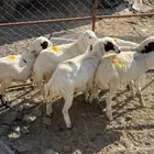 ذبائح صمع رخال