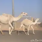 عشراء ثنيه معها بكره تم البيع