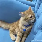 قط مفقود