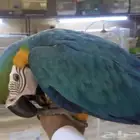 للبيع ببغاء مكاو فرخ متكلم انتاج محلي