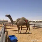 ضروبه صفرا معزوله بنتها امس منتج سنها سديس مشروطه من كل شي