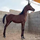 فرس واهو جمال