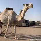 عشاير مبيوعه عياله بيع 4500