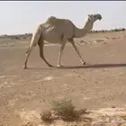 القحه