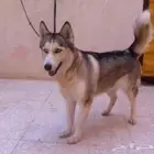 هاسكي للبيع