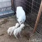 للبيع شياه رفيد