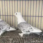حمام حب رمان فراشه