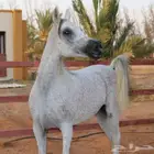 ايواء خيل