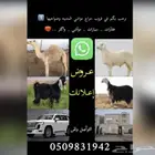 ضان - معزاء - تيوس -جفار - طليان - رخال