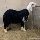 جذع نجدي خصم