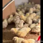 كتاكيت لاحم روس 300 حبه بصحه ممتازه